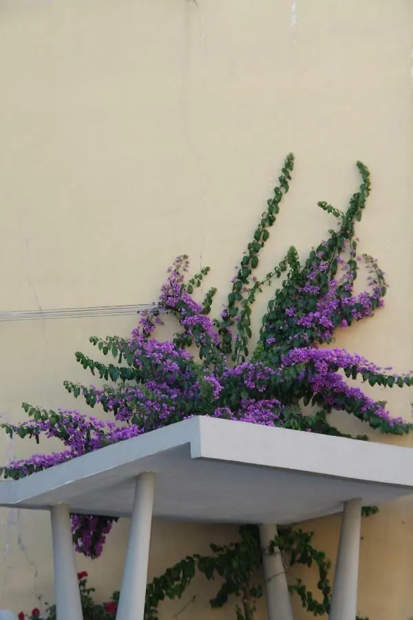 Pisa Town Bed & Breakfast