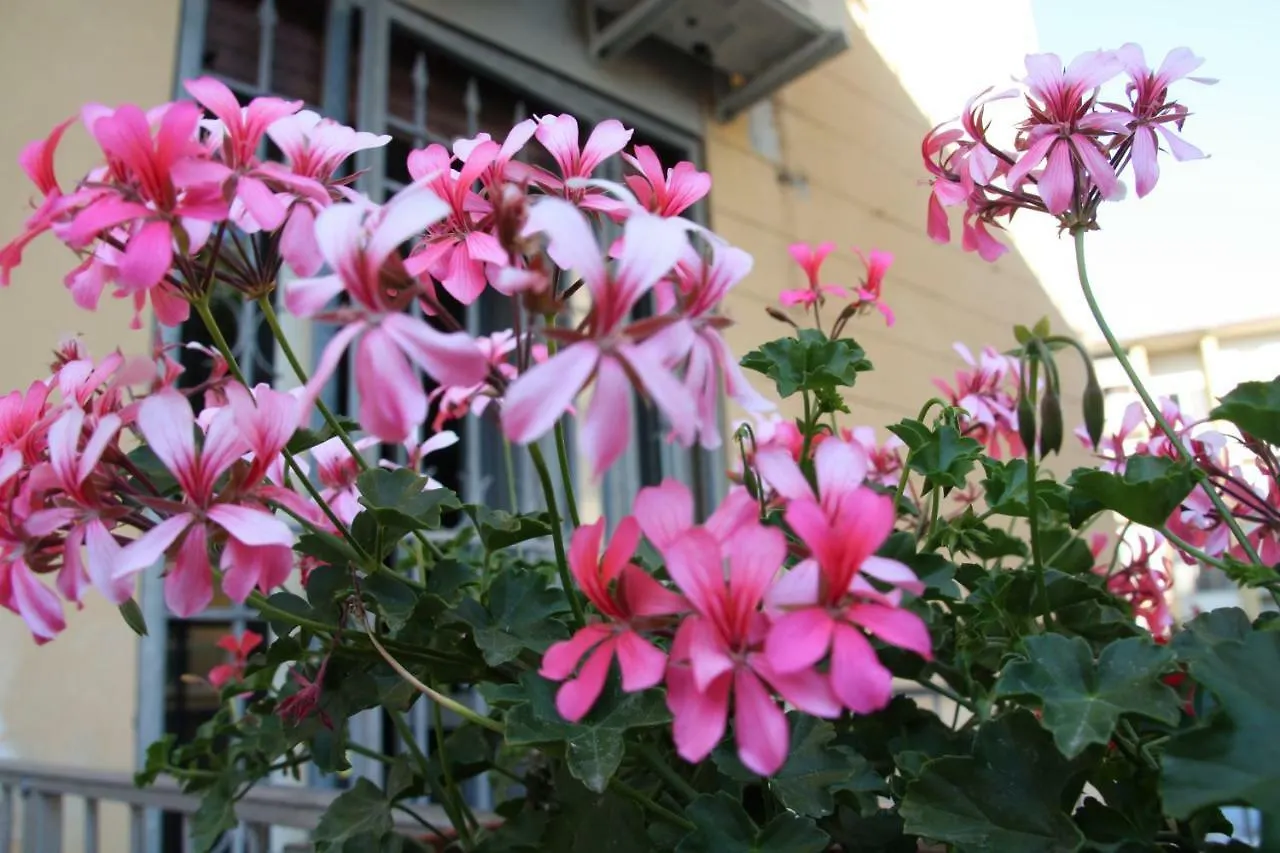 Pisa Town Bed & Breakfast