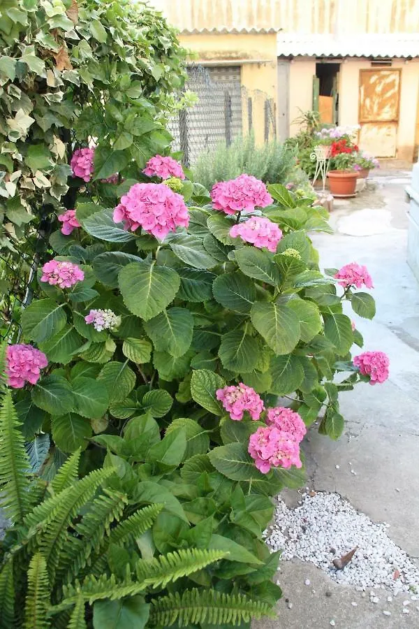 Pisa Town Bed & Breakfast 0*,